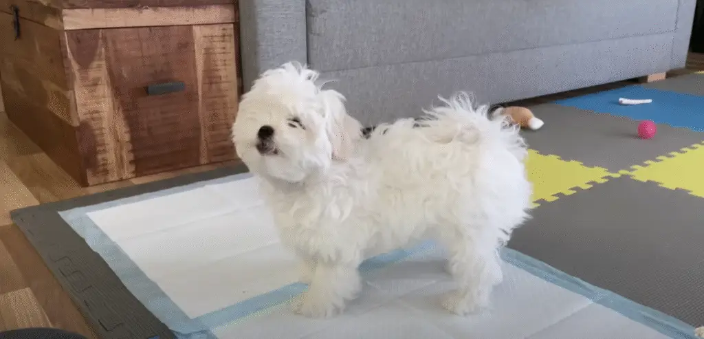 puppy potty training-step by step.