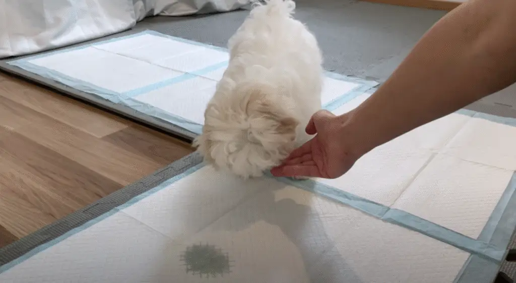 As soon as puppies complete a task-getting reward.