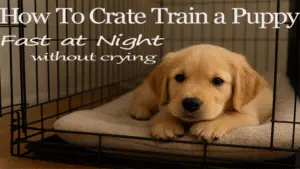 Golden retriever puppy sleeping peacefully in crate after training