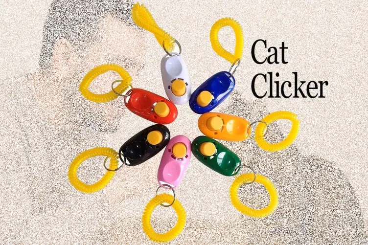 charging the clicker for cat training